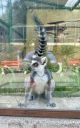 Zoo