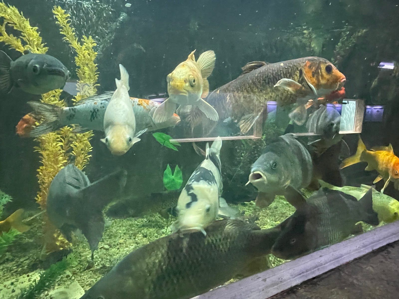 Varna Aquarium