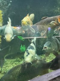 Varna Aquarium