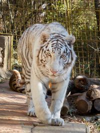 Zoo