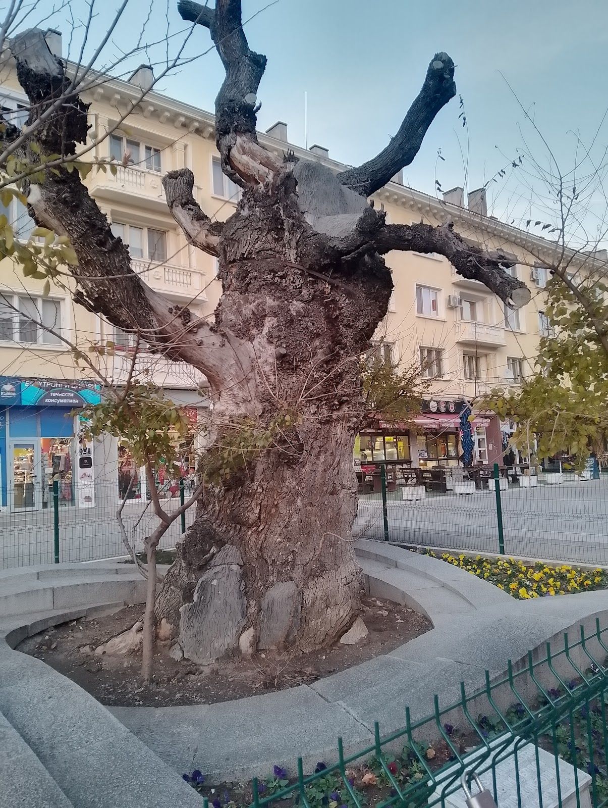 Old Elm Tree Sliven – photo 3