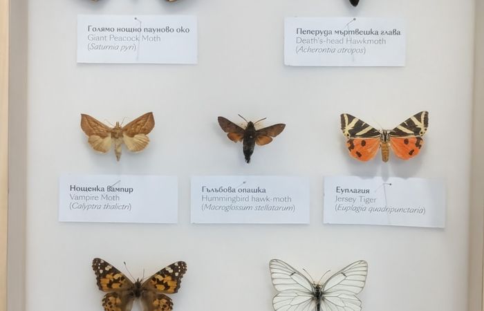 National Museum of Natural History – photo 5