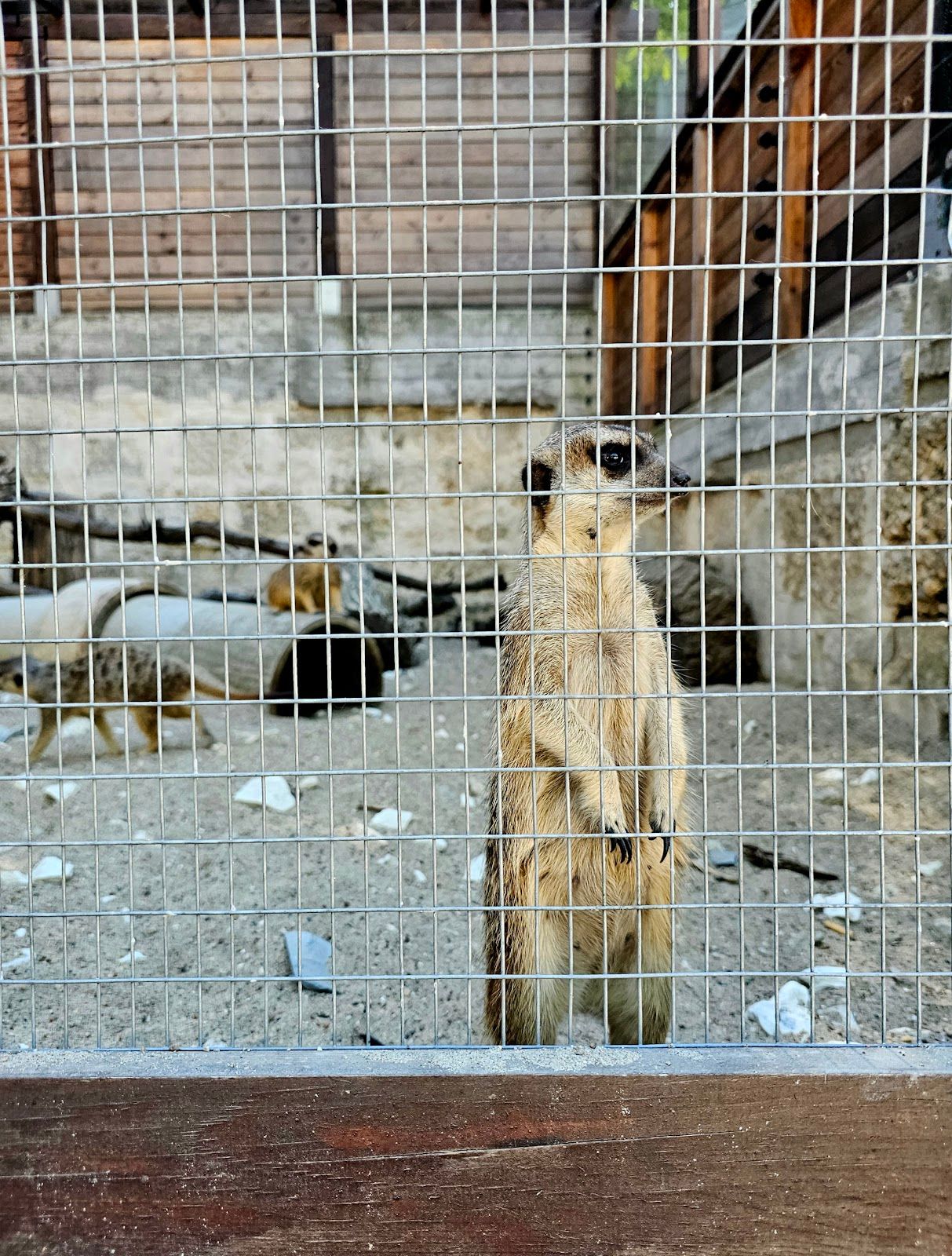 Zoo – photo 2