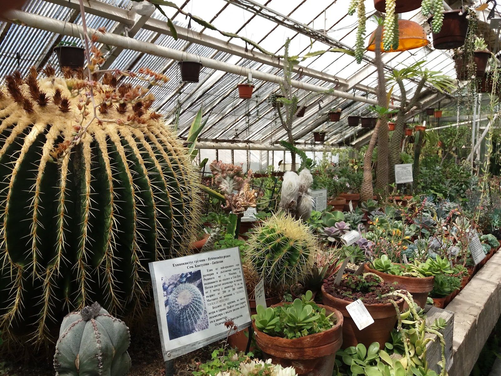 Botanical Garden of the Bulgarian Academy of Sciences