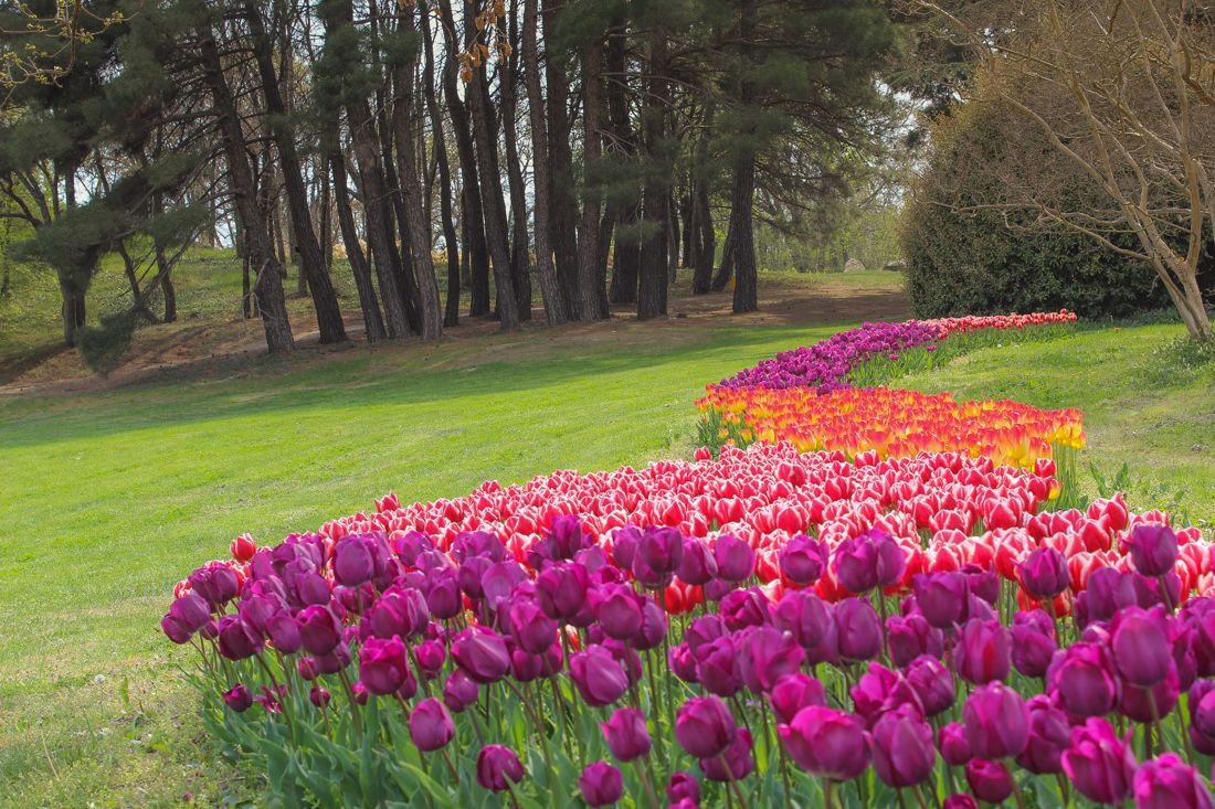 University Botanical Garden