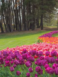 University Botanical Garden