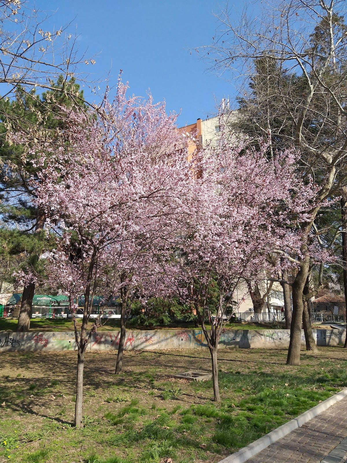 City Garden
