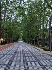 Alley of the Plane Trees