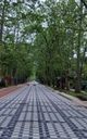 Alley of the Plane Trees