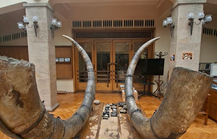 Музей по палеонтология и исторична геология – снимка 5
