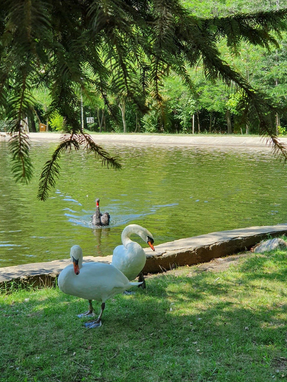 Bachinovo Park