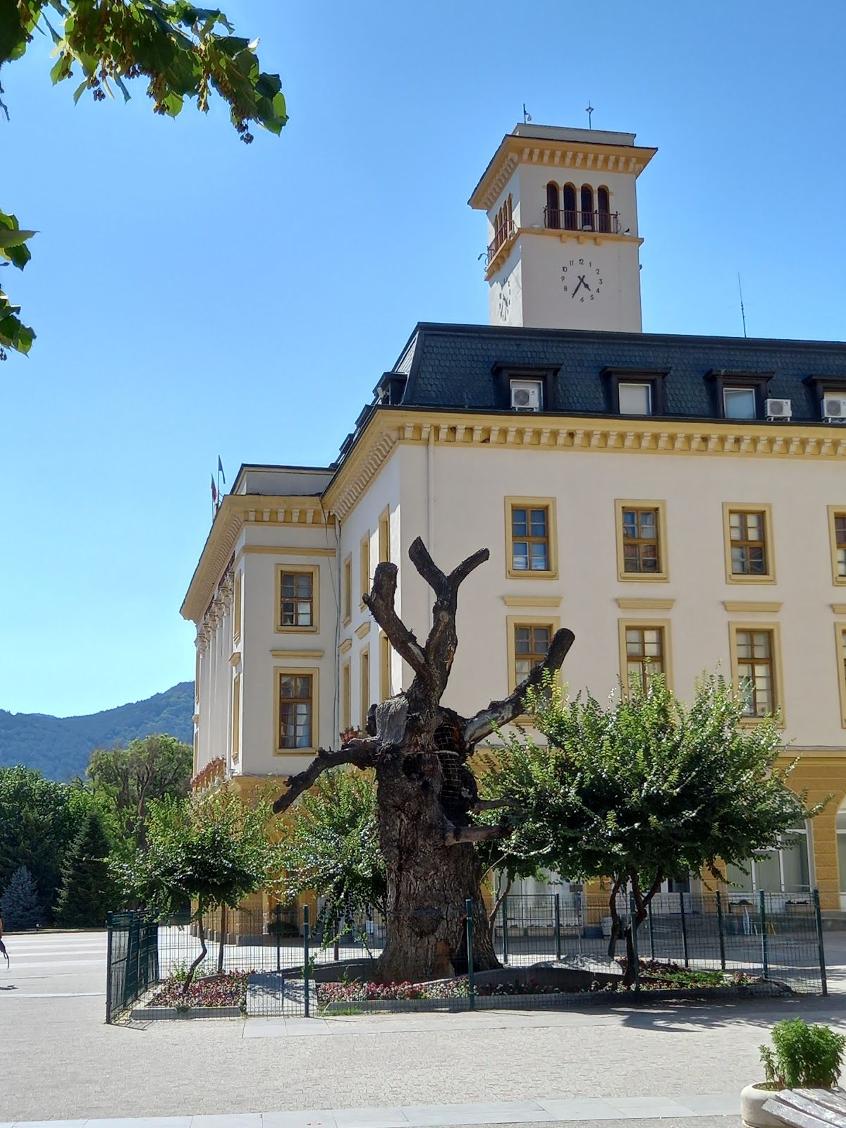 Old Elm Tree Sliven