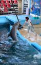 Varna Dolphinarium