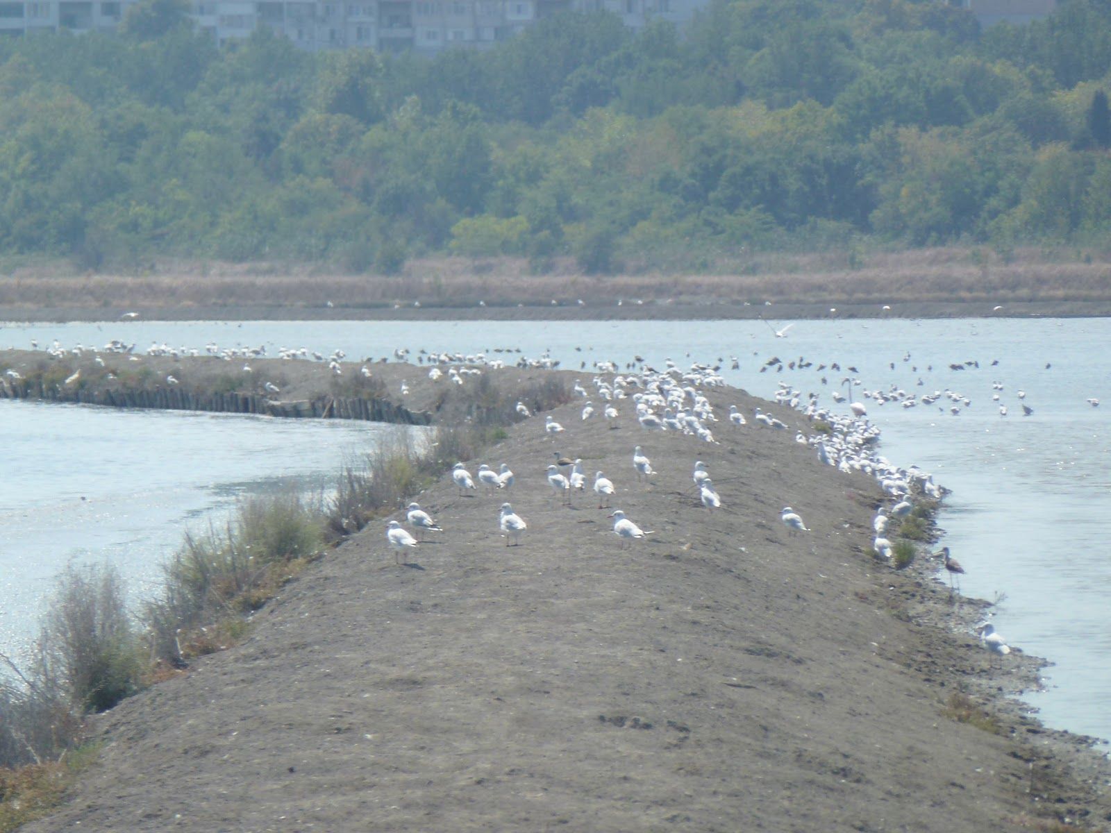 Lake Atanasovsko – photo 5