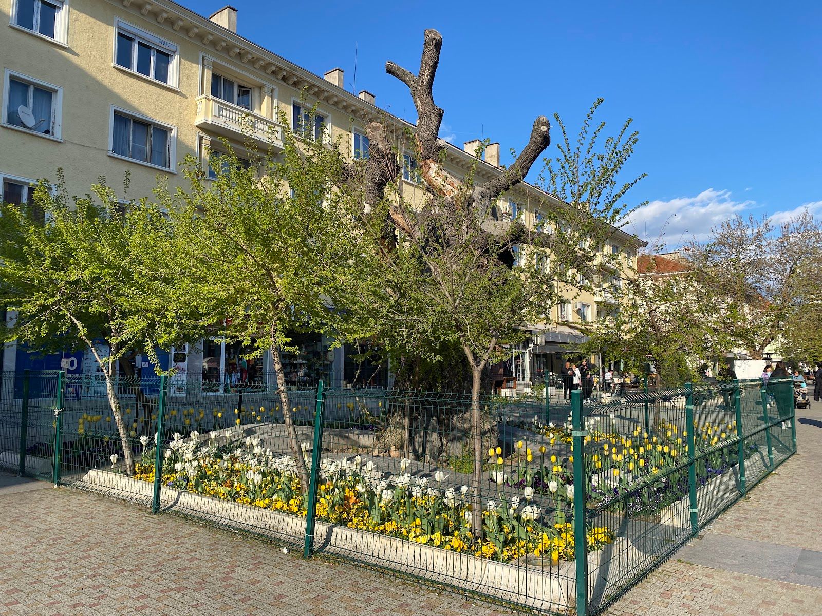 Old Elm Tree Sliven – photo 4