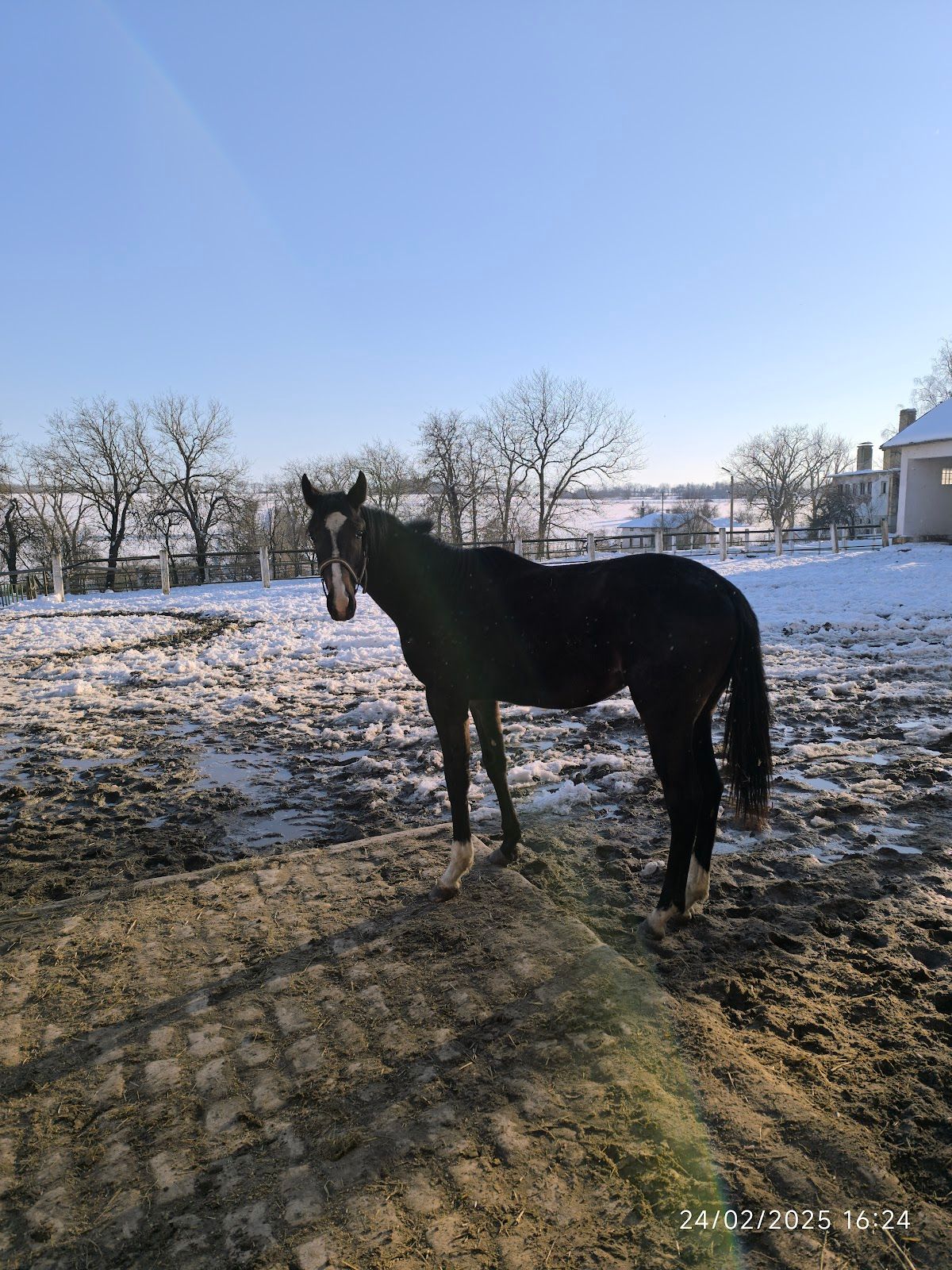 Kabiyuk stud farm