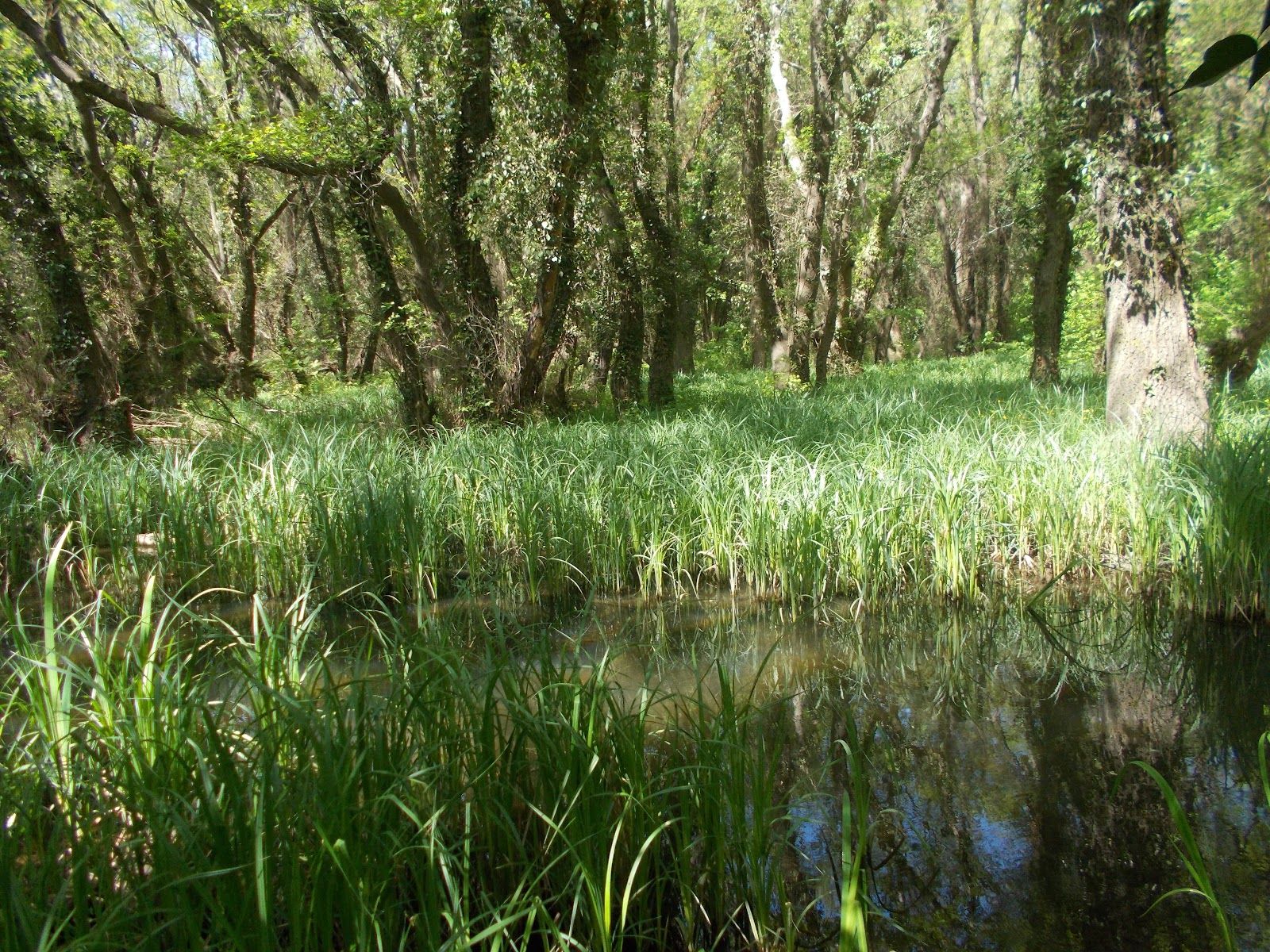 Baltata Nature Reserve