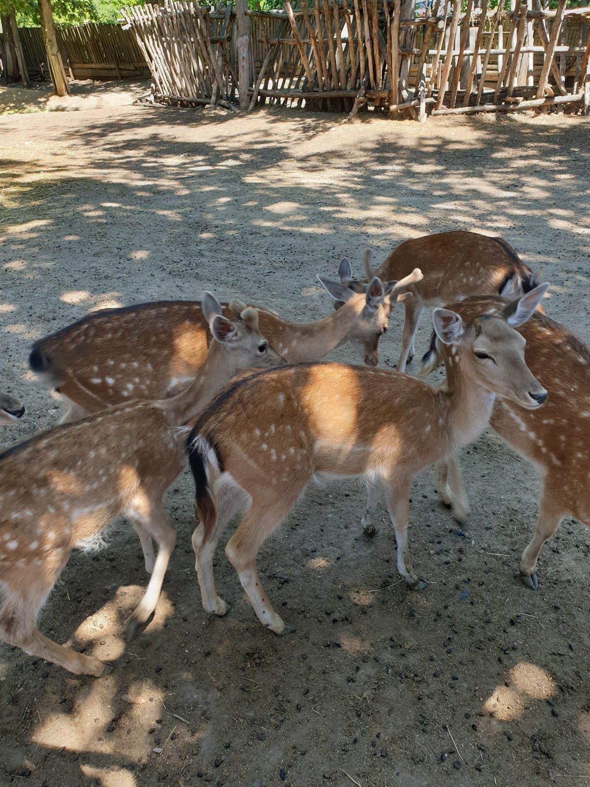 Zoo Gorica
