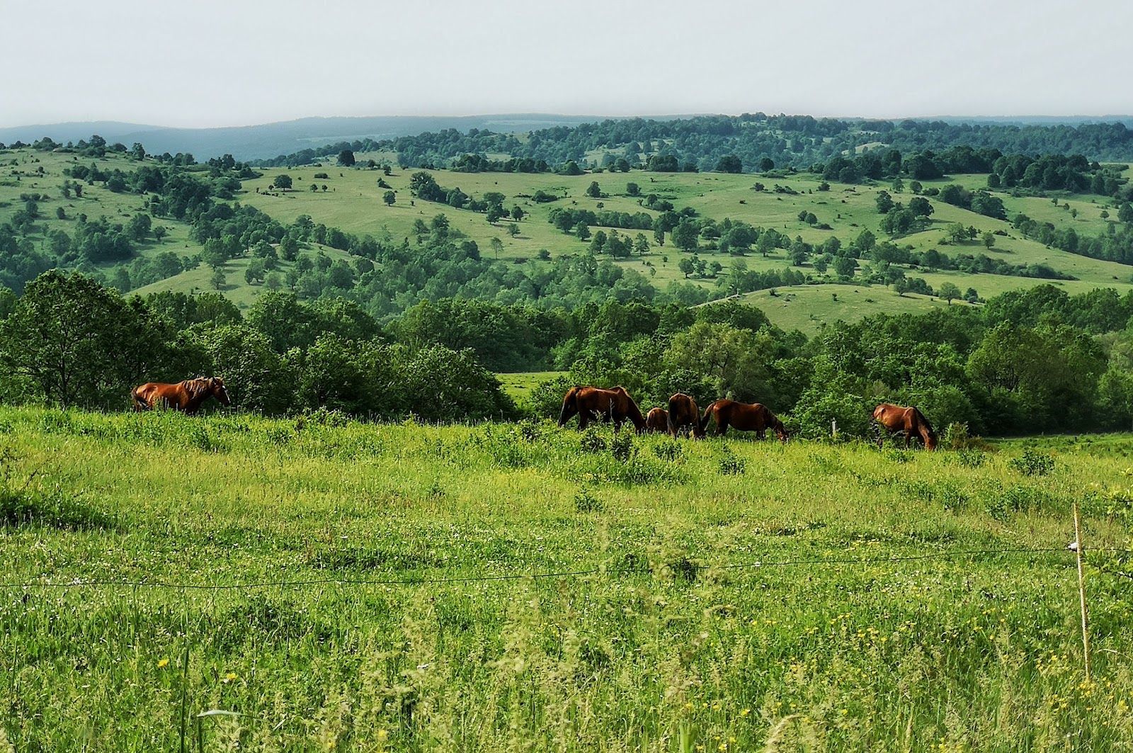 Golyamo Bukovo village