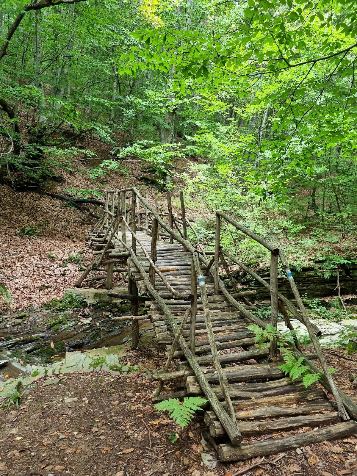 “In the Kingdom of Rhododendron” Eco Trail