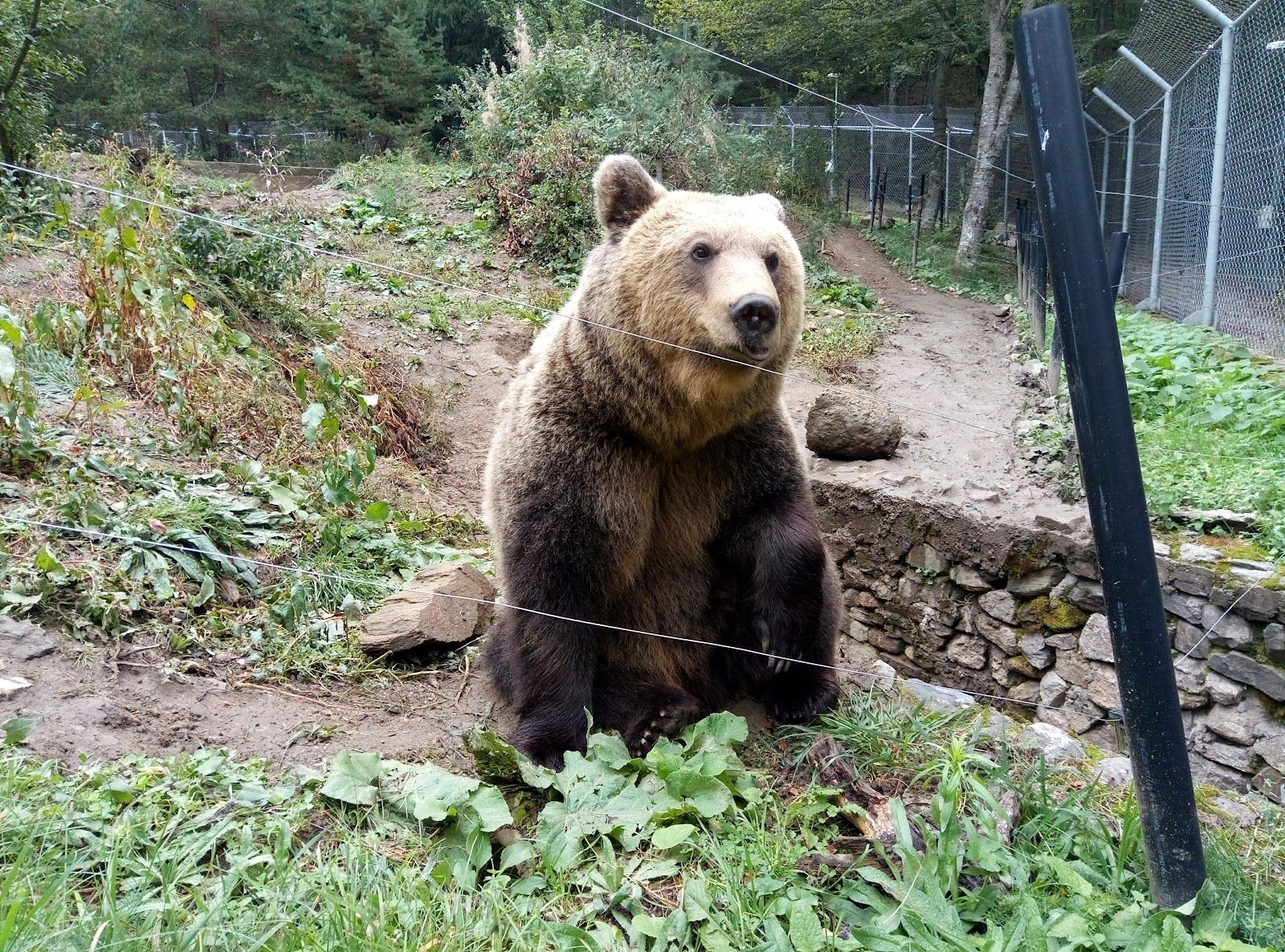 BEAR SANCTUARY Belitsa