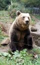 BEAR SANCTUARY Belitsa