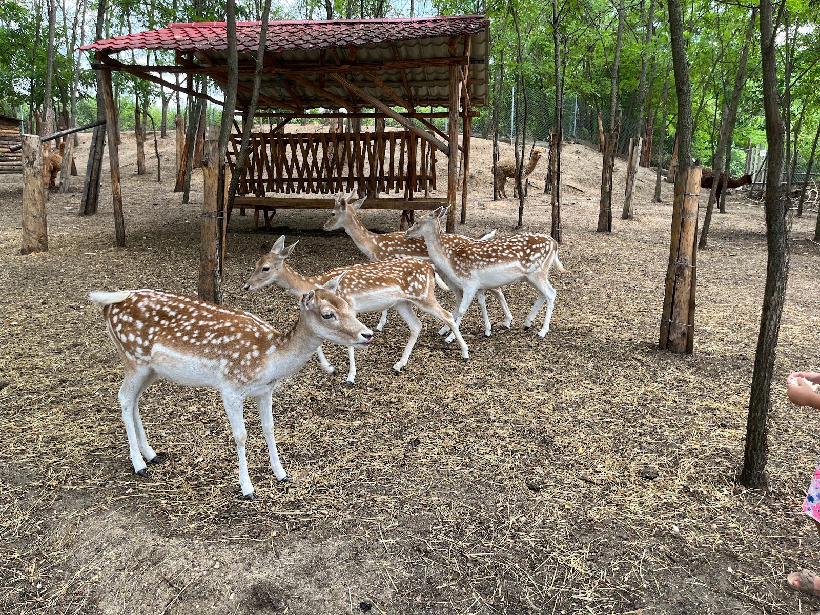 Dabnitsa Zoo Corner