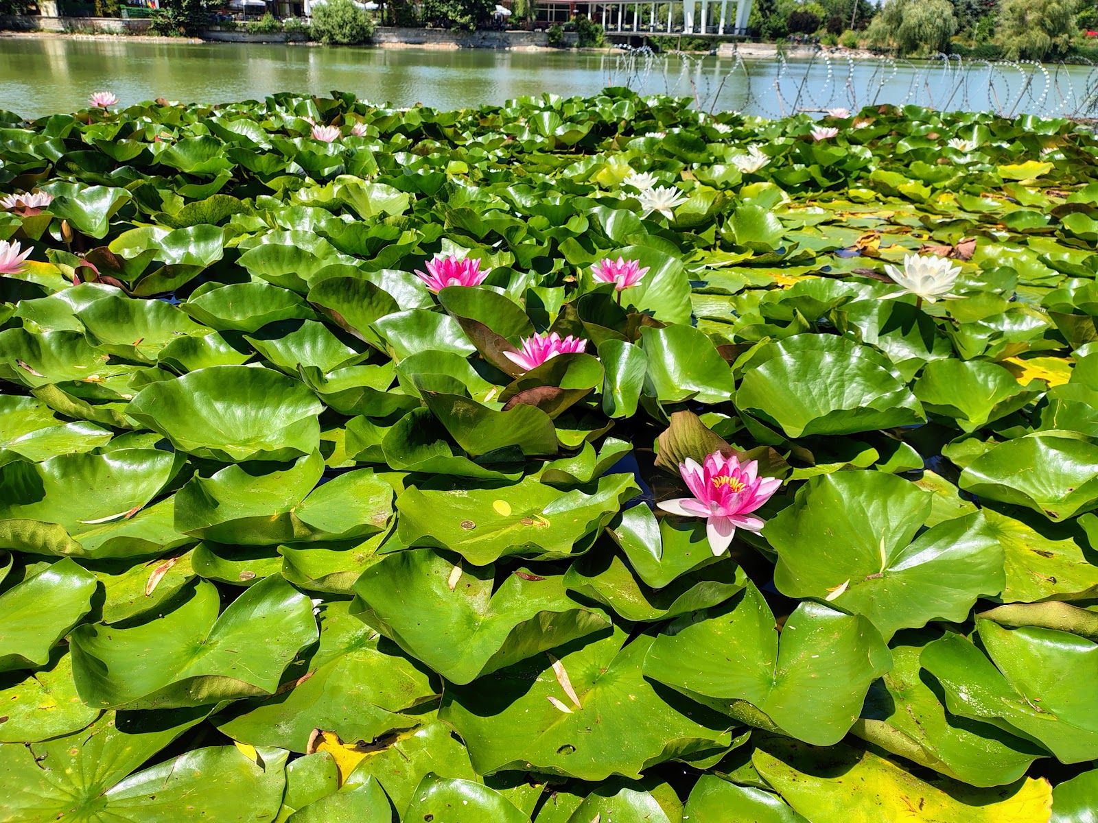 Lake "Borovo Oko" – photo 3