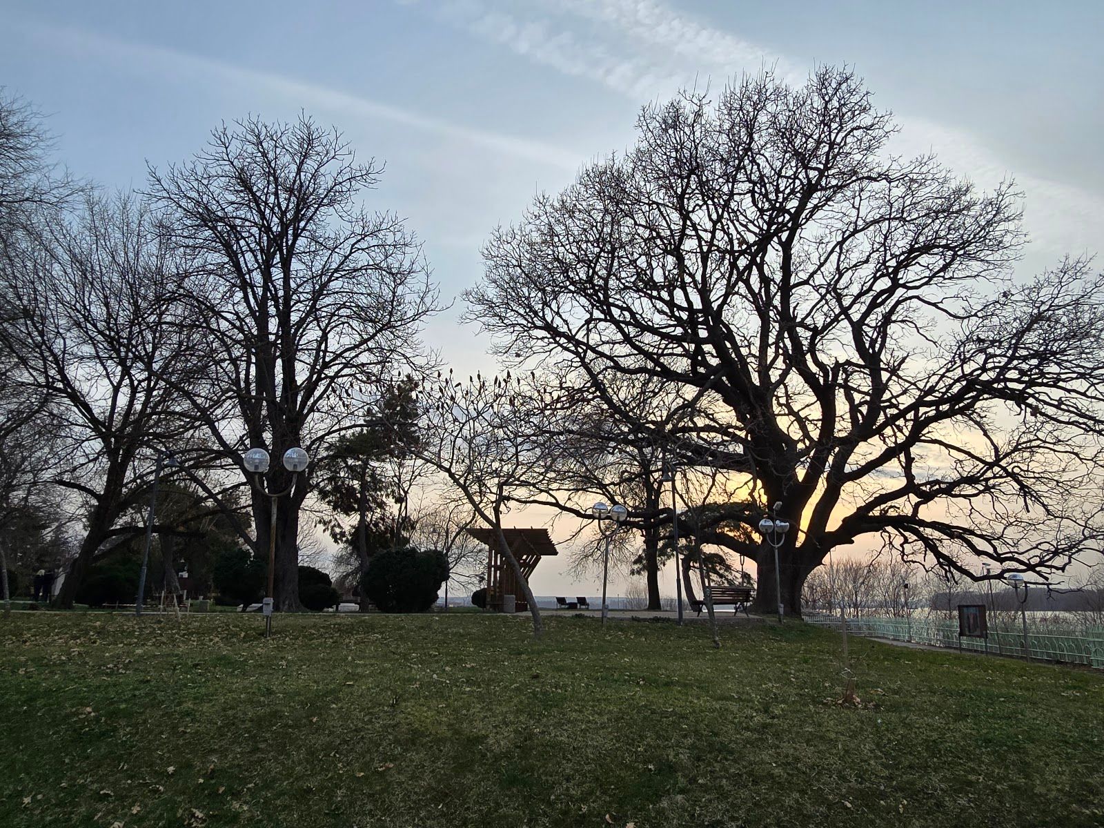 Old oak tree – photo 5