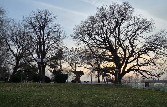 Old oak tree – photo 5