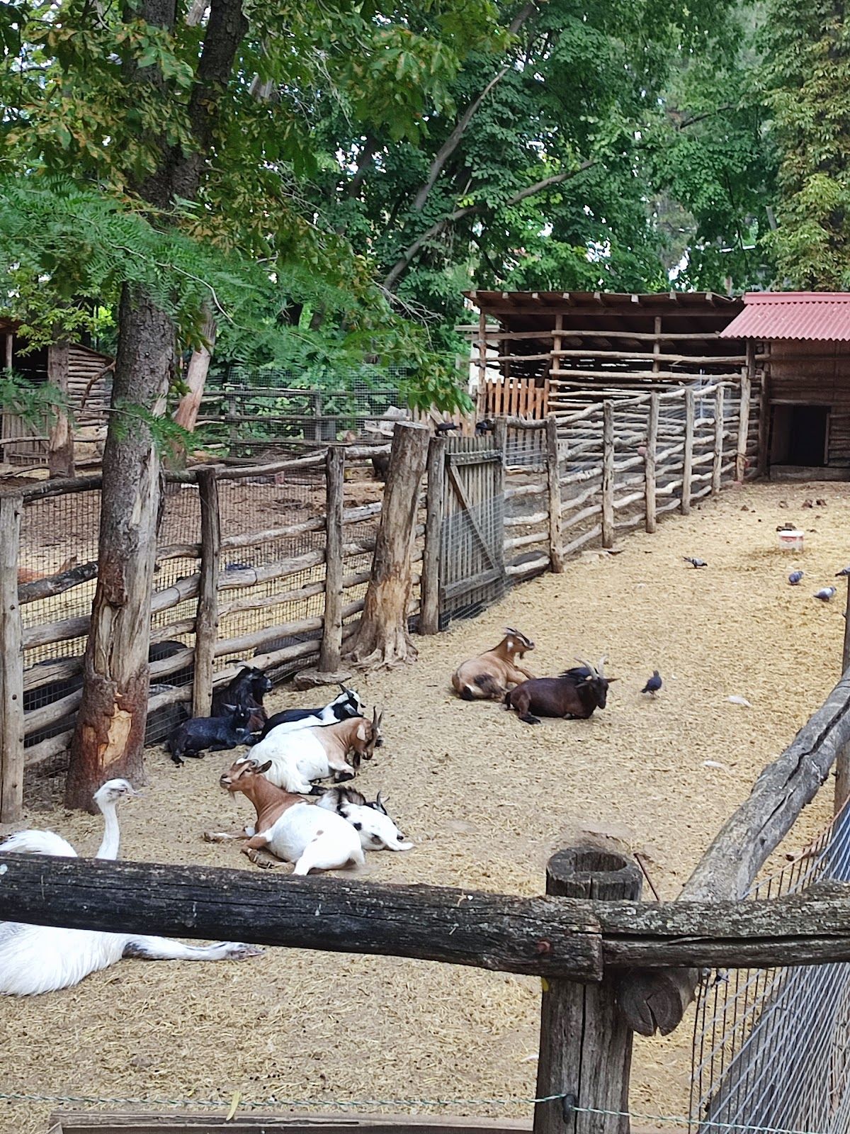 Zoo – photo 4