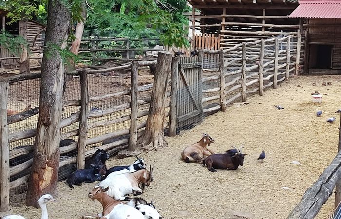 Zoo – photo 4