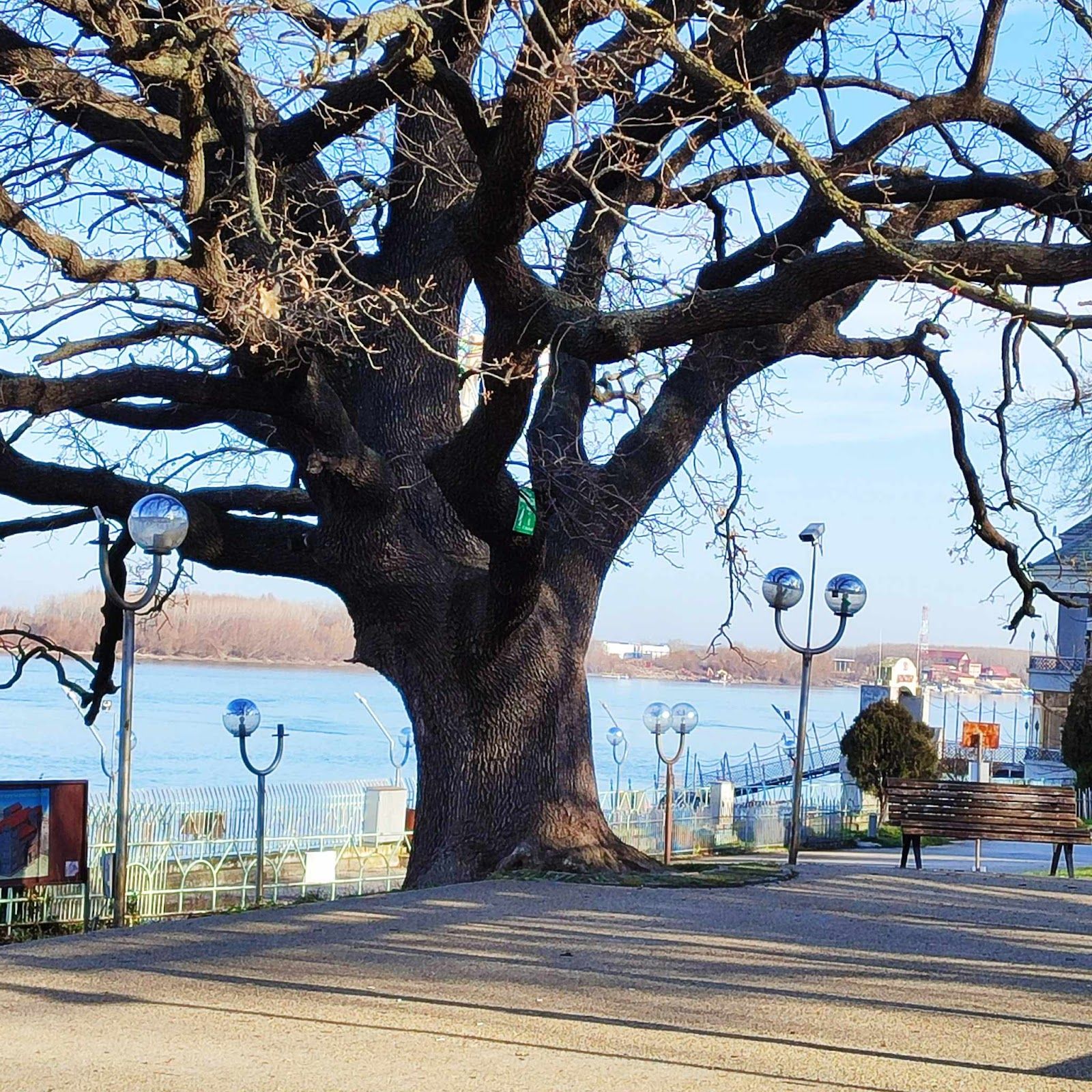 Old oak tree