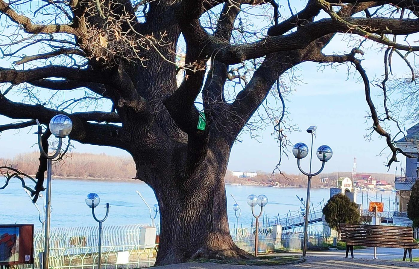 Old oak tree – photo 1