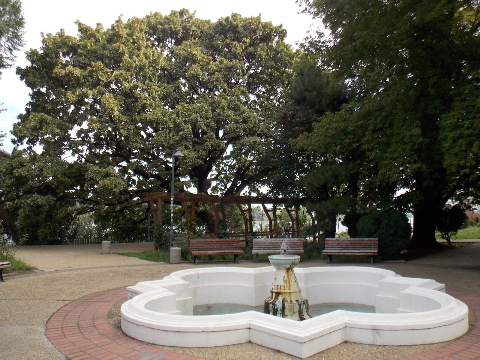 Old oak tree – photo 3