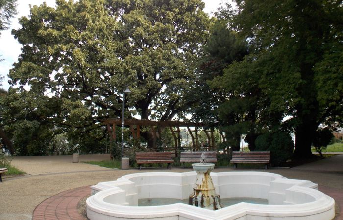 Old oak tree – photo 3