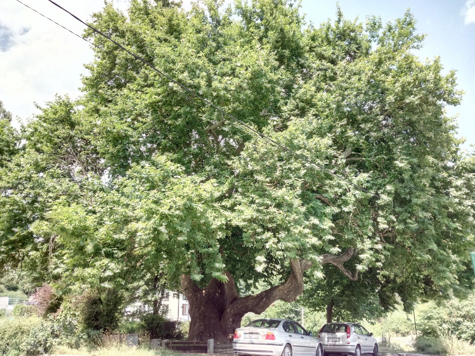 Chinar – photo 2