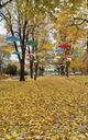 "Vladikina Bachva" Park