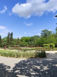 Rose Garden