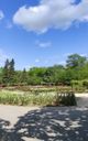 Rose Garden