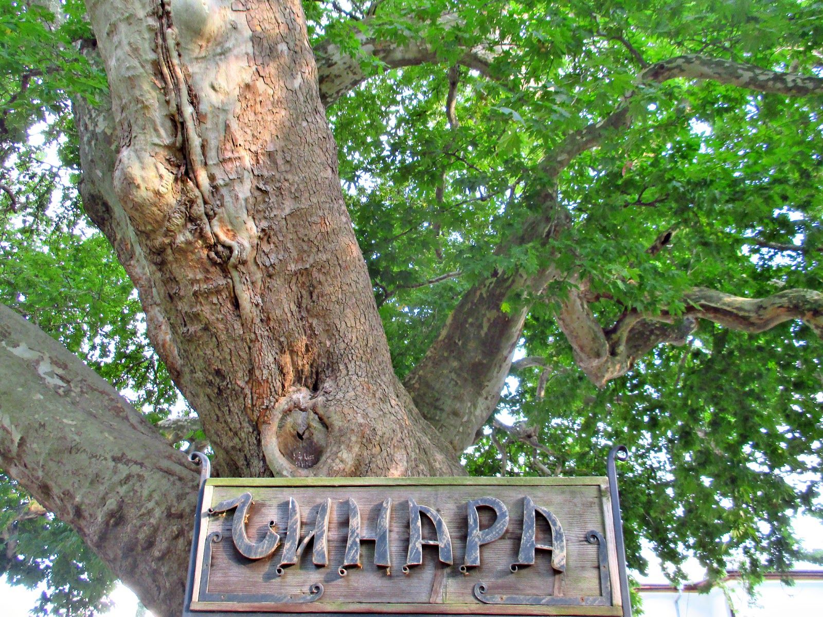 Chinar