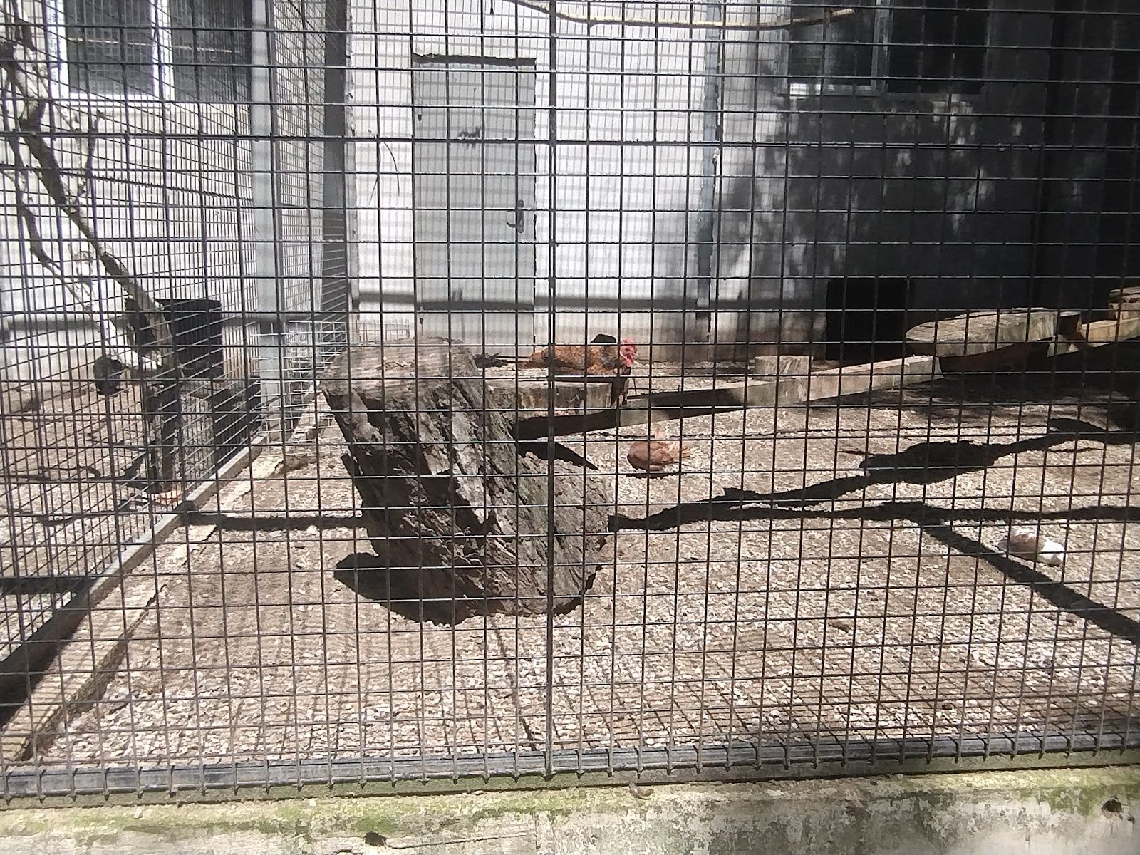 Zoo – photo 3