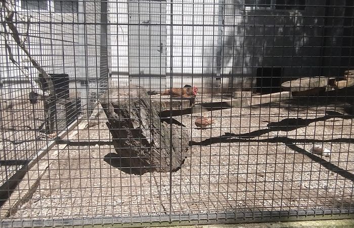Zoo – photo 3