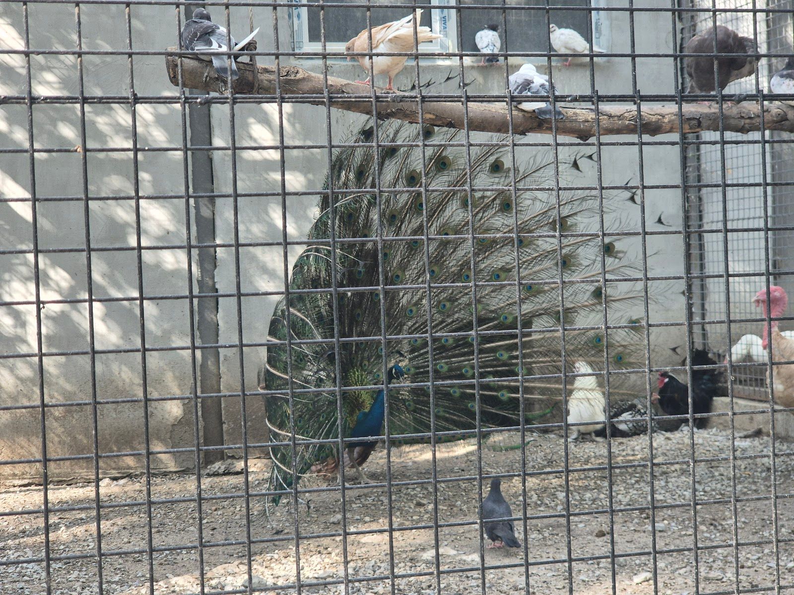 Zoo – photo 2