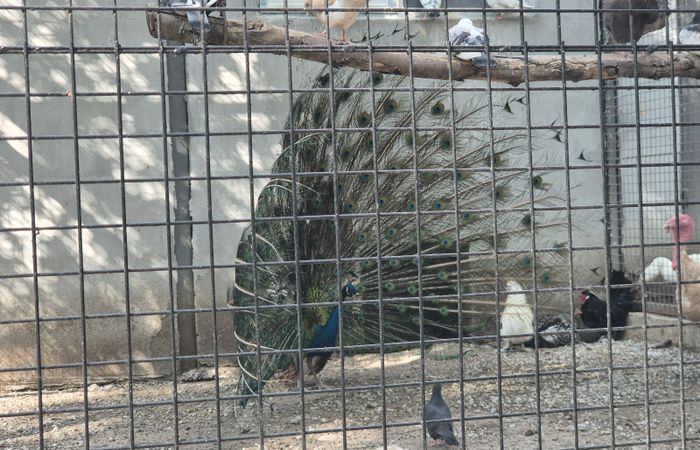 Zoo – photo 2