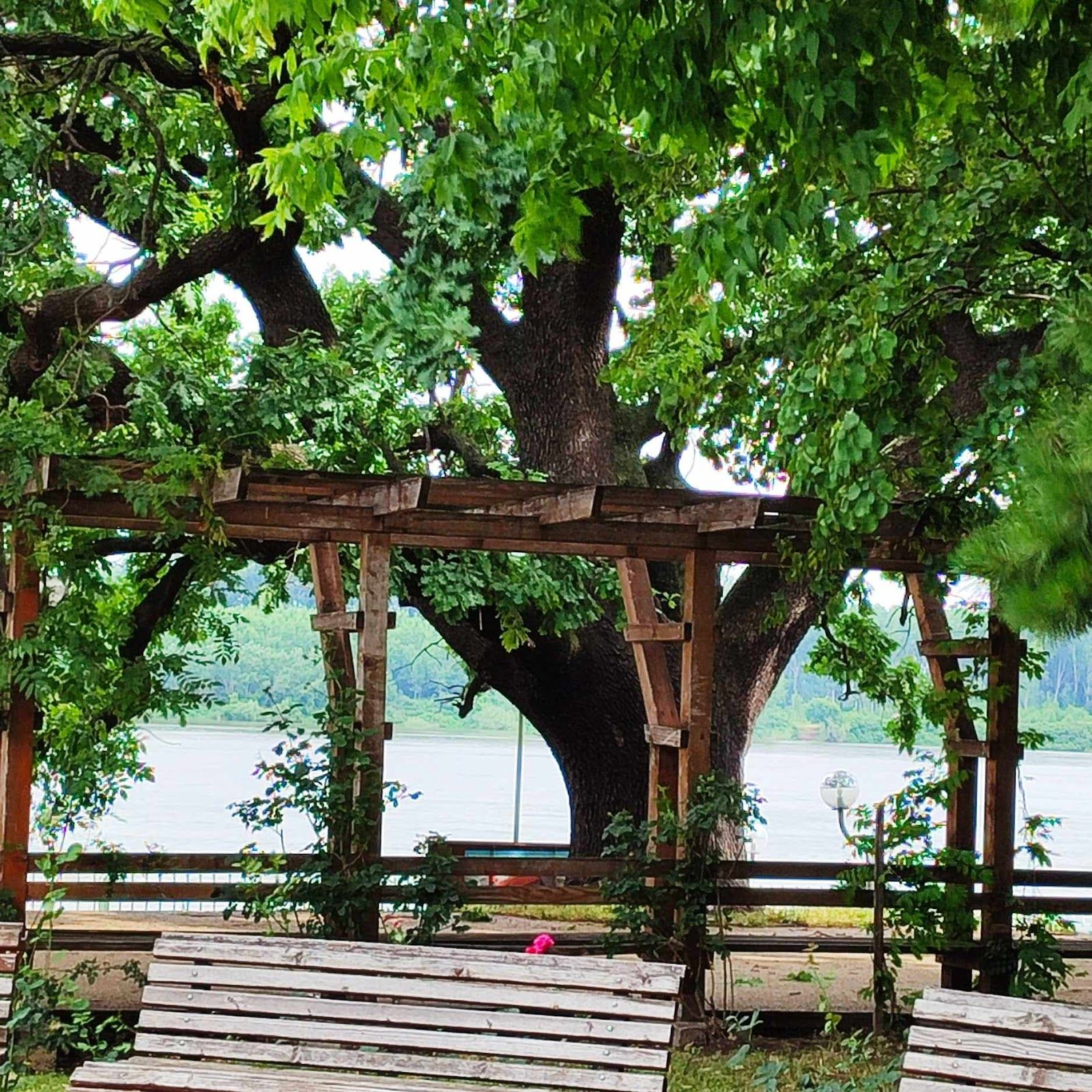 Old oak tree – photo 2