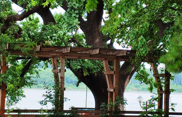 Old oak tree – photo 2