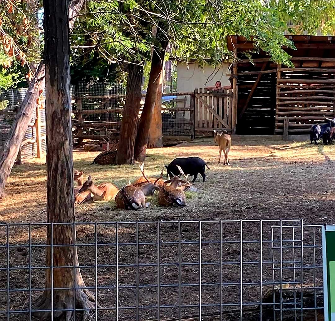 Zoo – photo 5