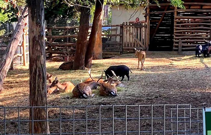 Zoo – photo 5