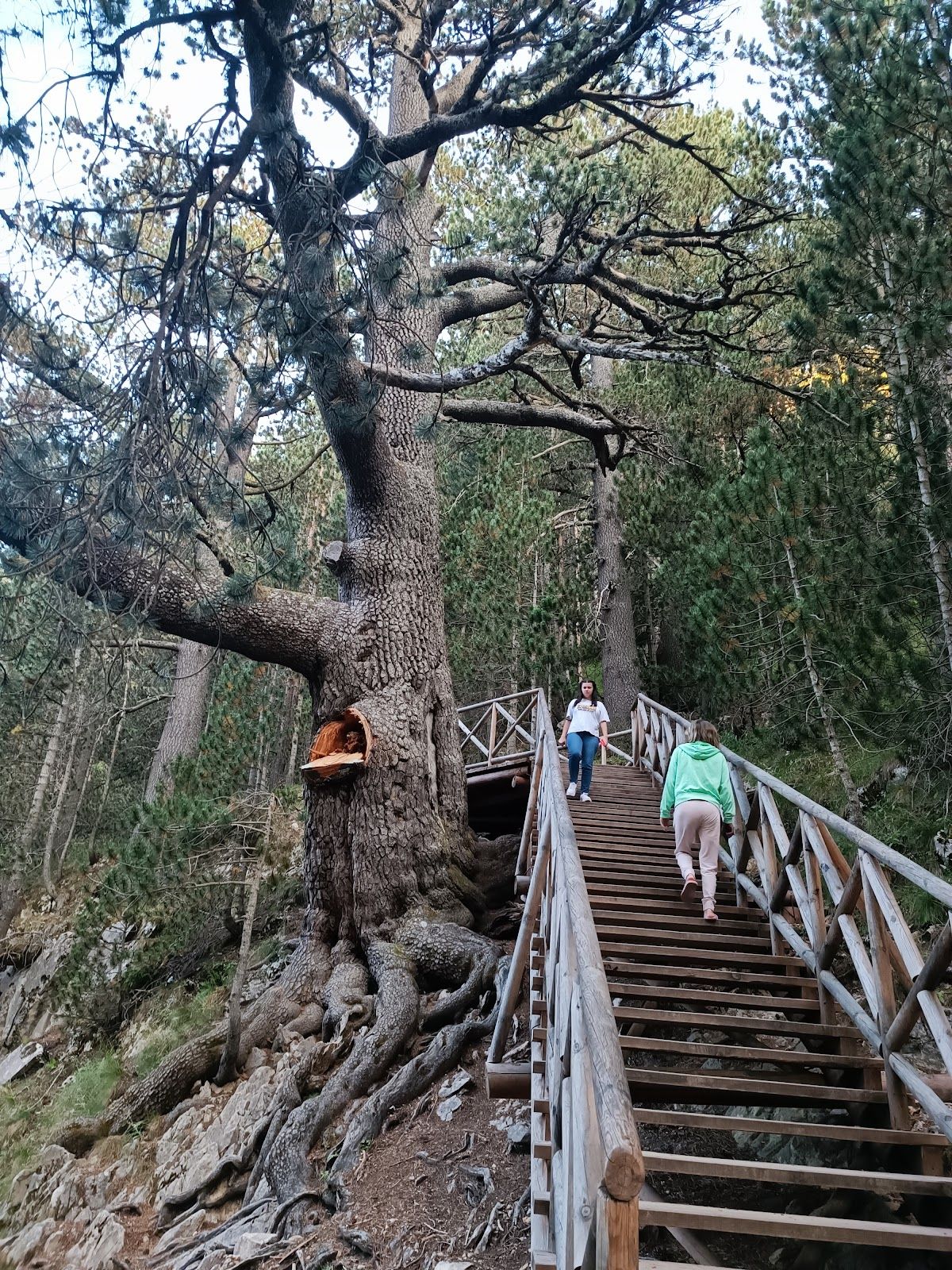 Baikushev's pine